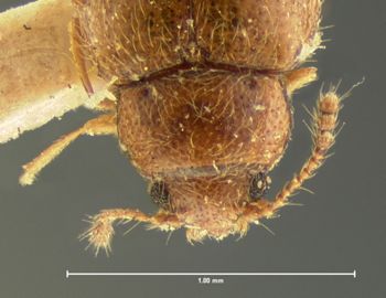 Media type: image;   Entomology 33690 Aspect: head dorsal view